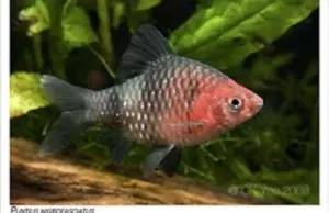Small Black Ruby Barbs - Peaceful Schooling Live Fish Fast Shipping Healthy
