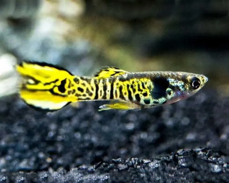 12x Tiger Endler Guppy MALES -Awesome Fun in Bright colors! 🌿 Live Fish