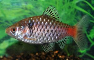 5 Odessa Barbs Small Live Aquarium Fish Community tank schooling live fish