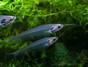 🐟3x Glass Catfish - Kryptopterus Bicirrhis 🐟 Live Freshwater Fish