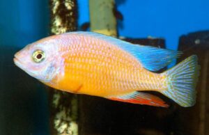Albino Taiwan Reef Cichlid 4" - Colorful Freshwater FAST SHIP