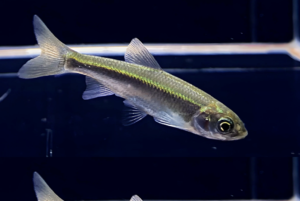 2 Zacco Taiwanensis 2.5" awesome Active and healthy RARE Fish FAST SHIP