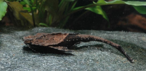 🐟5x Banjo Catfish Medium Bunocephalus Coracoides 🐟 Live Freshwater Fish