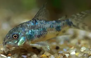 🌟 12 Paleatus Corydora (Corydoras paleatus) SMALL – Hardy & Peaceful Peppered Cory Catfish