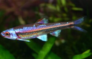 3x Rainbow Shiner (Notropsis chrosomus) Tank-Bred Great Pond Fish Striking Color