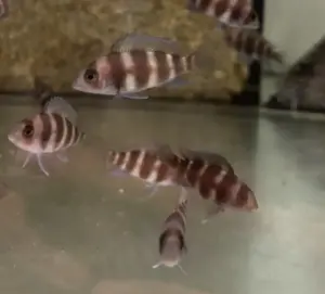 🌟 3 Awesome Brown Frontosas 1.5" + Rare Live Fish. Beautiful Live Fish 🐠