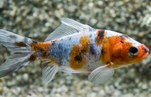 5 Shubunkins Goldfish 2-2.5" for aquarium or koi pond FAST SHIP