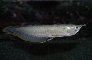 5" - 6" Silver Arowana Live Fish Awesome Healthy Live Fish for your Aquarium