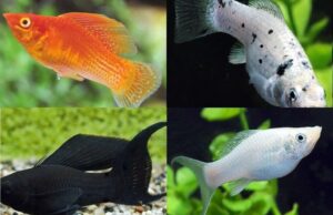 5 Mixed Sailfin Molly Pack 2-3" Size- Awesome Healthy Lively ! 🌿 Live Fish