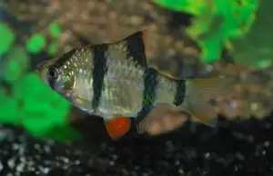 12 Pack TIGER BARB Live Fish Active Healthy Aquarium Fish Fast Shipping