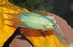 3 Blue Paradise Fish- Stunning Tropical Fish - Fast Shipping -Buy It Now!