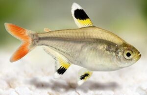 ⭐ 12 Pristella Tetra (Pristella maxillaris) Med. - Hardy & Peaceful Community Fish