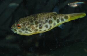 Schoutedeni Puffer 1.5" - 2" Masterpiece of the Aquarium! 🐡- Live Fish