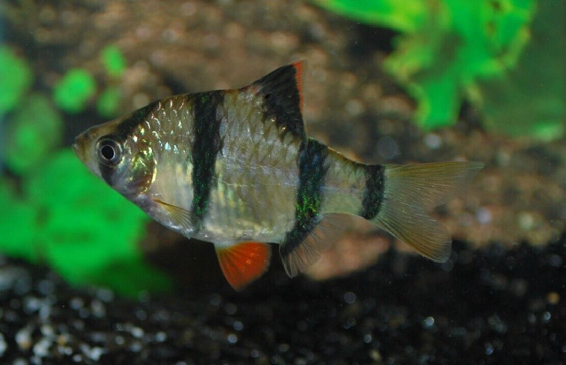 Small Tiger Barbs Live Aquarium Fish Community tank