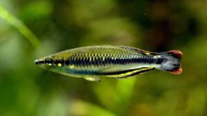 4 PACK Med Madagascar Rainbow Fish - live fish Bedotia Geayi