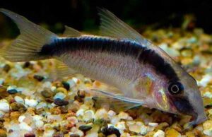 🌿 3 Corydoras Arcuatus SMALL – The Elegant and Active Skunk Cory!