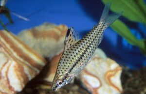 3x Spotted Headstander Chilodus punctatus 1.5" - 2" Peru Great addition Live Fish
