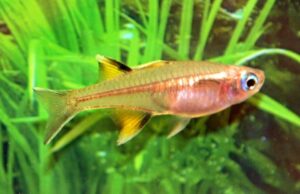 5 Pack S. Pacific Blue Eye Rainbow Fish - A Colorful Marvel Pseudomogil Signifer