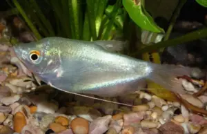🌙 3 Moonlight Gourami 1.5" Live Fish Great Gourami Collection addition