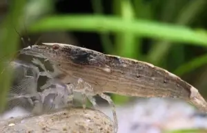 2 Mountain Rock Shrimp Large Neocardinia Live Freshwater Fish fun Addition