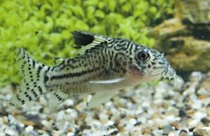 🌟 3 Corydoras Julii SMALL Colombia - Beautiful Cory Catfish Live Fish Awesome