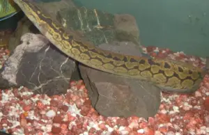 Zig Zag 2.5" Fun addition Live Fish for Freshwater Aquarium Fish Mastacembelus.