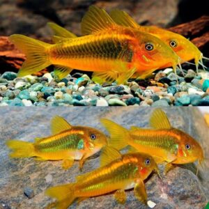 ✨ Corydora Gold Laser XL - Elegance in Miniature Form Fast Ship Live Fish ✨
