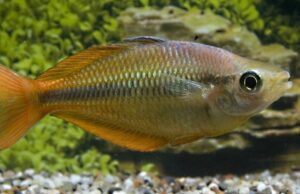 2 PACK M/L Yellow Rainbow - Rainbowfish live Fish FAST SHIP