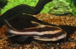 🦴 Striped Raphael Catfish 4" (Platydoras costatus) – Peaceful & Armor-Plated Beauty