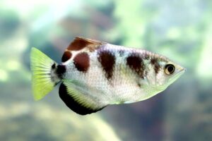 3x Banded Archer Fish Freshwater Aquarium Fish RARE Healthy Fish