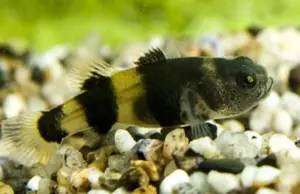 5 Pack Bumble Bee Goby Live Fish: Stunning Nano Aquarium Species Crazy Price WOW