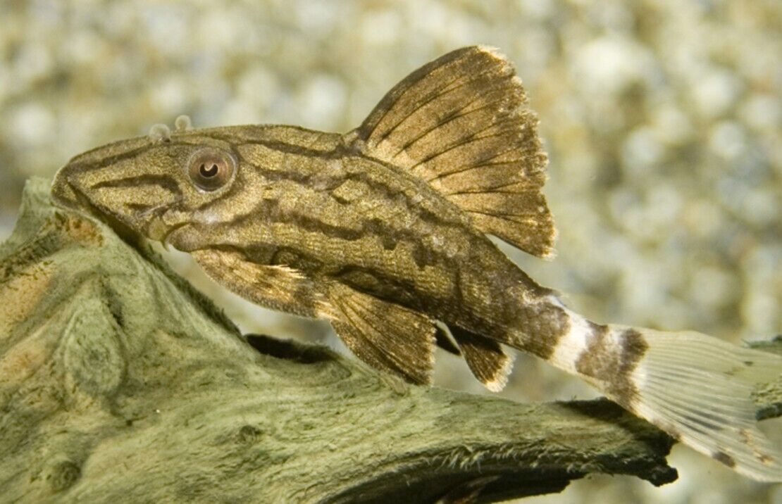 L190 Royal Stripe Pleco Approx. 3" Live Fish Fast Shipping