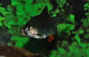 Medium Green Tiger Barb Active Healthy Fish Mixed Genders