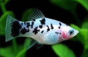 5 Dalmatian Platy Fish live Fish Freshwater Fish Great Color and Health