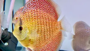 🔥 Super Eruption Discus Fish 2.5" Healthy Live Angel Fish tropical aquarium