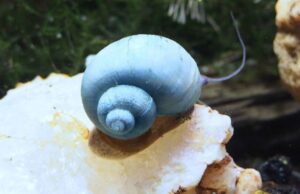 3 Blue Mystery Snails (3-Pack Med) Live Freshwater Algae Eaters Tank Cleaners