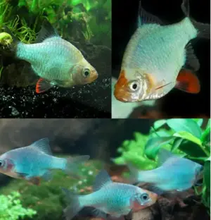 3 Green Jade Tiger Barbs - Peaceful Schooling Live Fish Fast Shipping