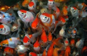 2X Assorted ORANDA Fantail Goldfish 3 - 3.5" Live Fish for Pond *FAST SHIPPING*
