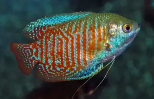 🐠 MALE Stunning Dwarf Gouramis - Striking Beauty for Your Aquarium!🌹