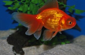 3 American Red Fantail Goldfish 2-2.5" for aquarium or koi pond FAST SHIP