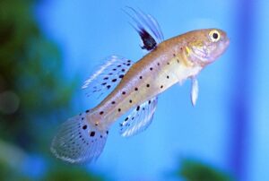 2 Knight Gobies Approx. 2" Live Tropical Fish Limited Stock Fast Ship Nano