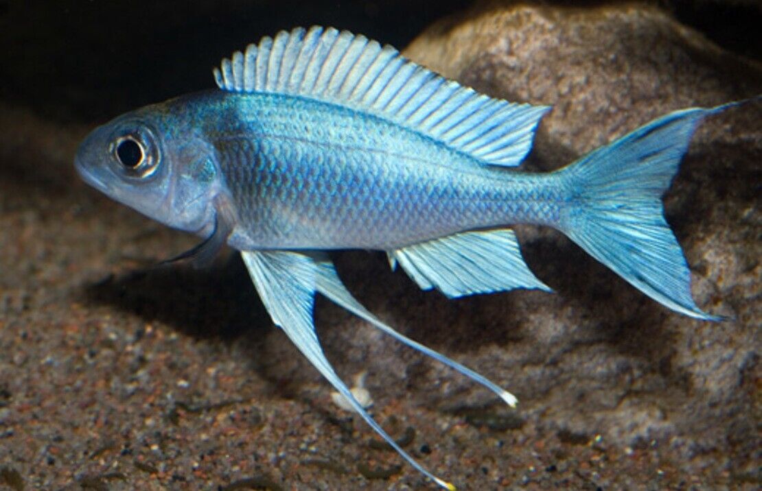 Blue Gold Tip Cichlid 1.5 - 2" . African Cichlid Tanganyikan Grab a couple NOW!