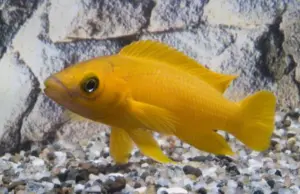 Lemon Cichlid 2" Lamprologus Leleupi "Yellow" Live Fish for Tropical Aquarium