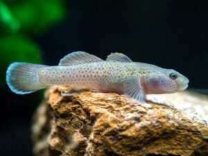2 Red Spotted Goby Mugilogobius Rubromaculatus Limited Stock Fast Ship Live Fish