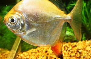 Red Hook Med - Lrg Awesome schooling fish Live Fish You know you want these!