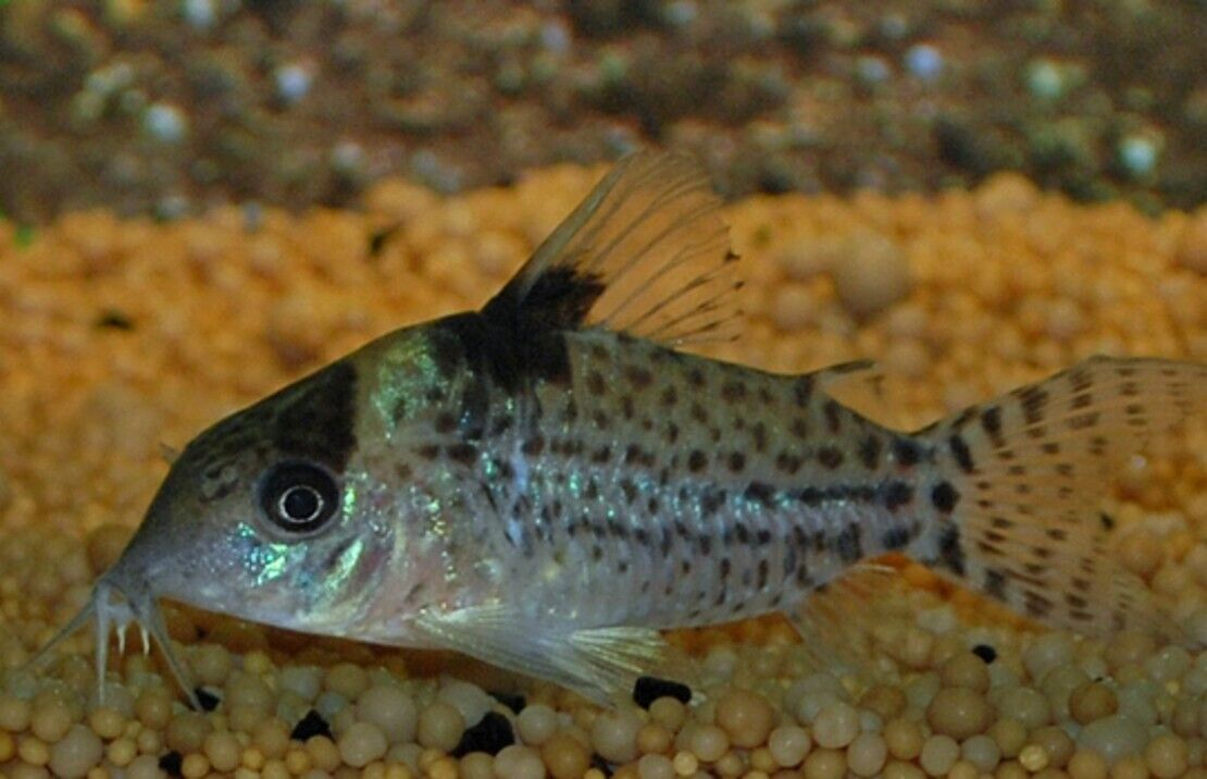 6 PUNCTATUS SPOTTED CORY LARGE CAT CORYDORAS FAST SHIP LIVE FISH