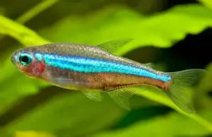 36 Fantastic Green Neon tetras Large - Hard to find, Get them while you can!