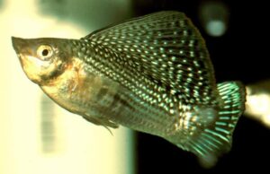 ✔ 3x Green Sailfin Molly (MALES ONLY) - Awesome Healthy Lively Bright ! 🌿 Live Fish