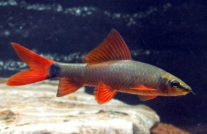 2 Pack RAINBOWSHARK 1.5" (Epalzeorhynchos frenatus) Beautiful Live Fish