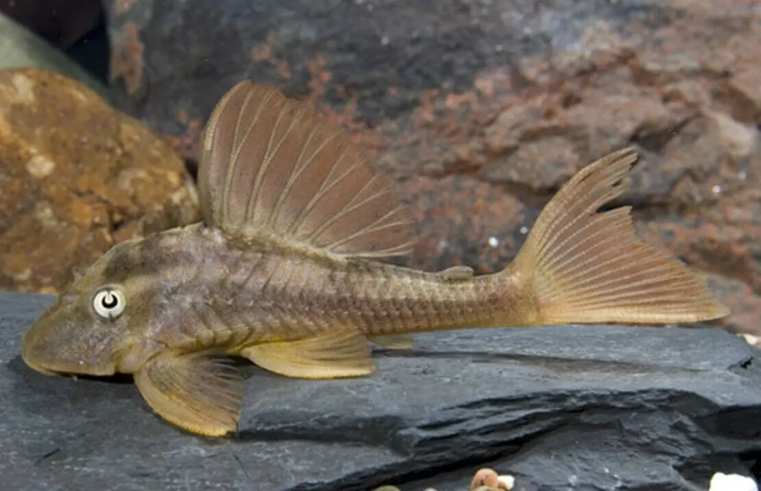 Blue Eye Violet Red Bruno L137 Pleco - 4" -6" Live Fish